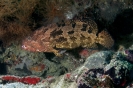 Groupers and Seabasses